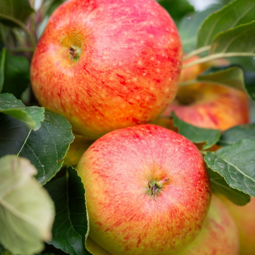 Apple James Grieve Bush Fruit Tree 5038838000409 2